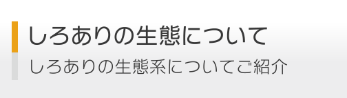 しろありの生態について