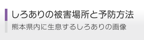 しろありの被害場所と予防方法